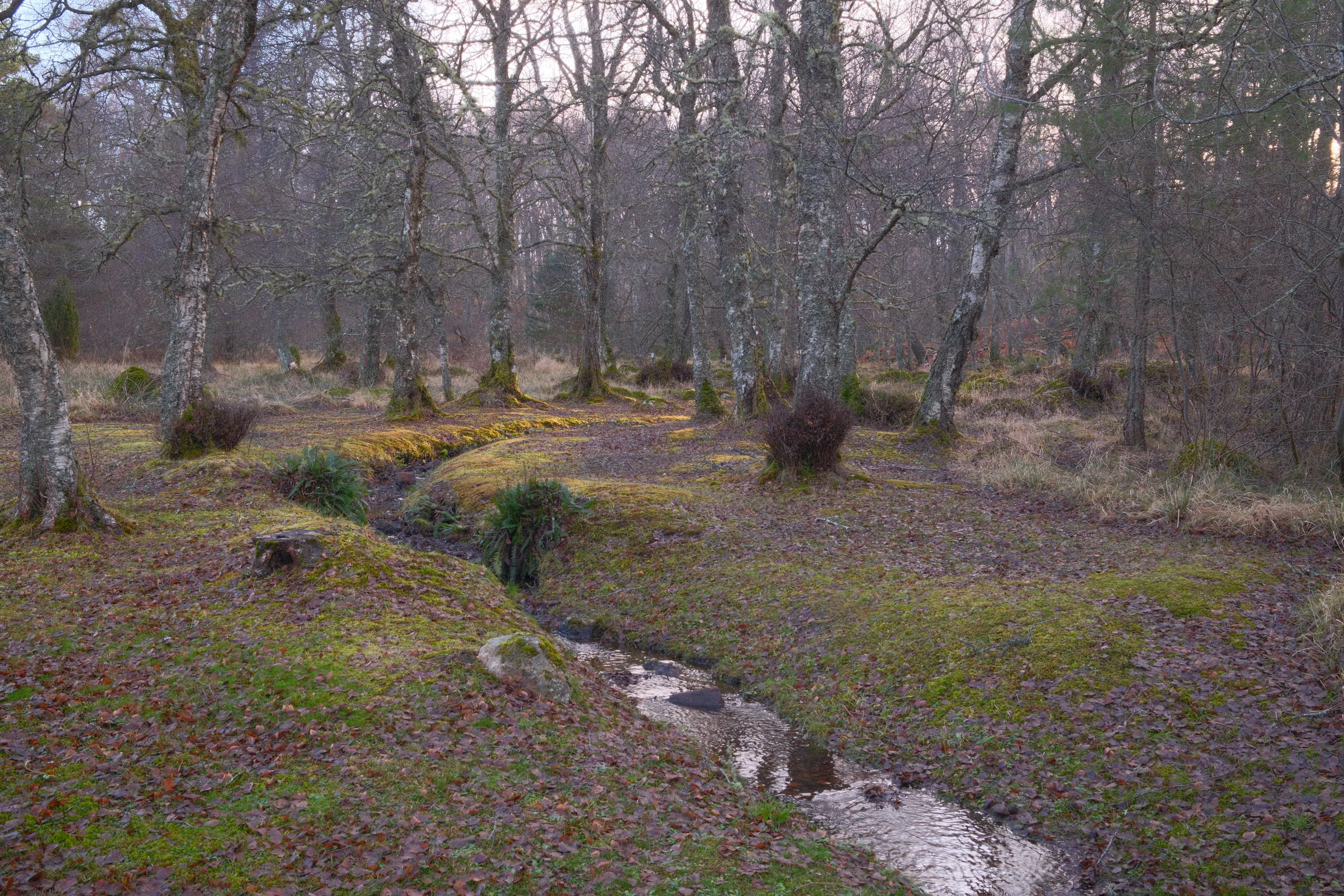 Birch woodland with winding stream