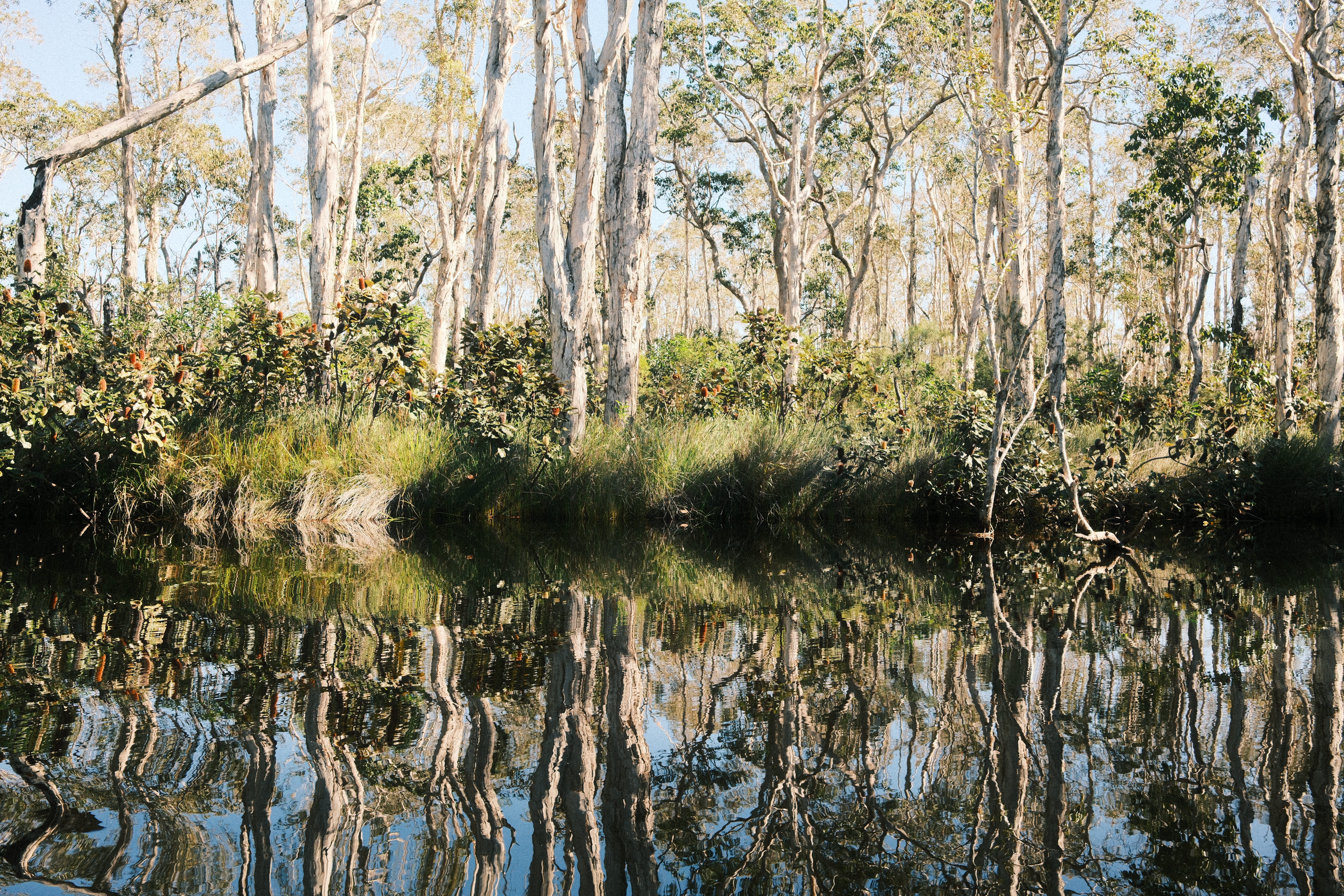 Paperbark trees reflected in still water