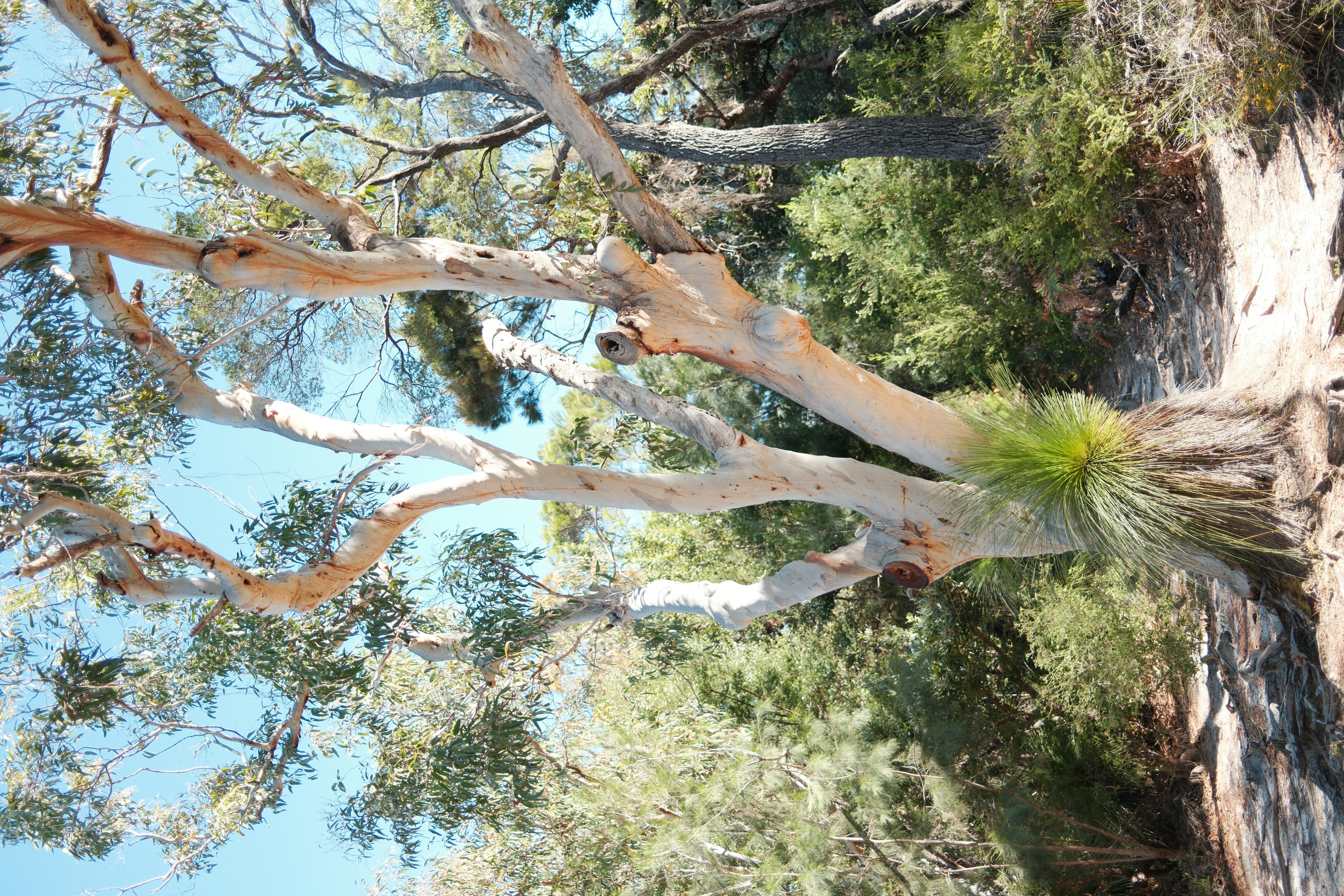 Eucalyptus with grass tree