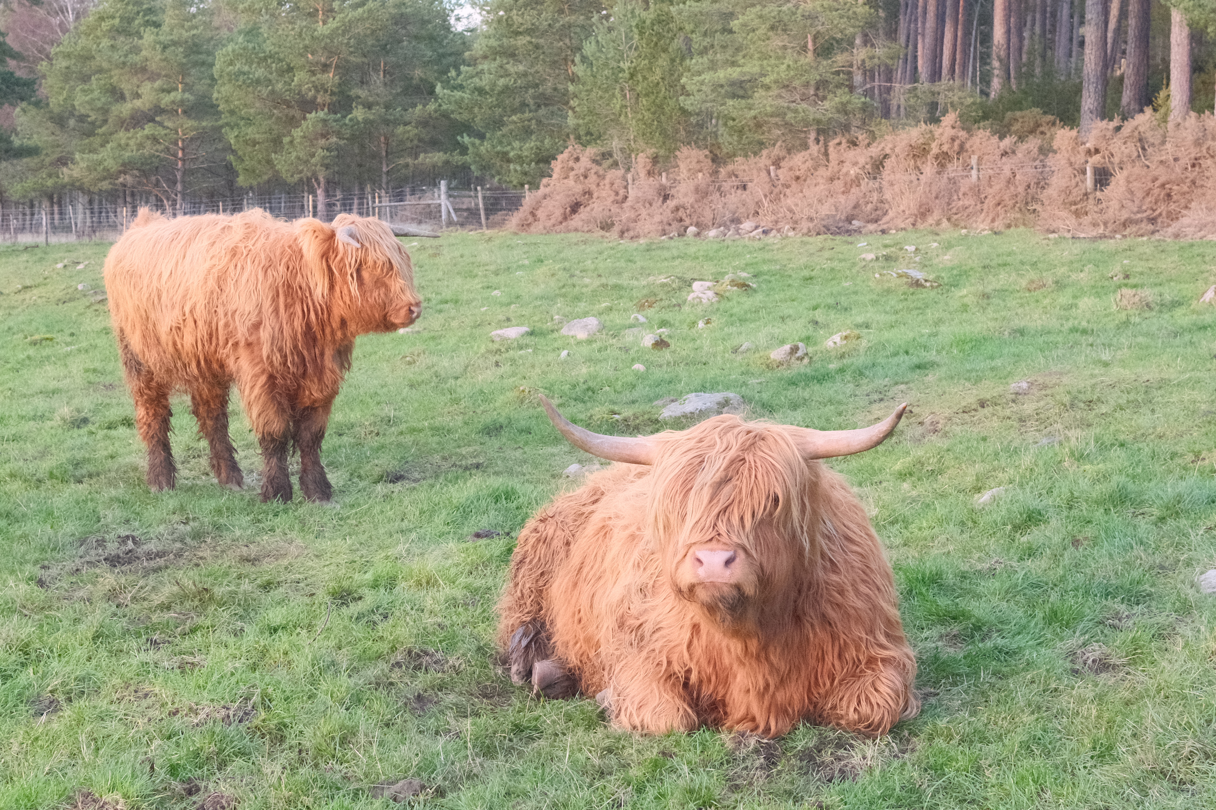 Highland cows in a field