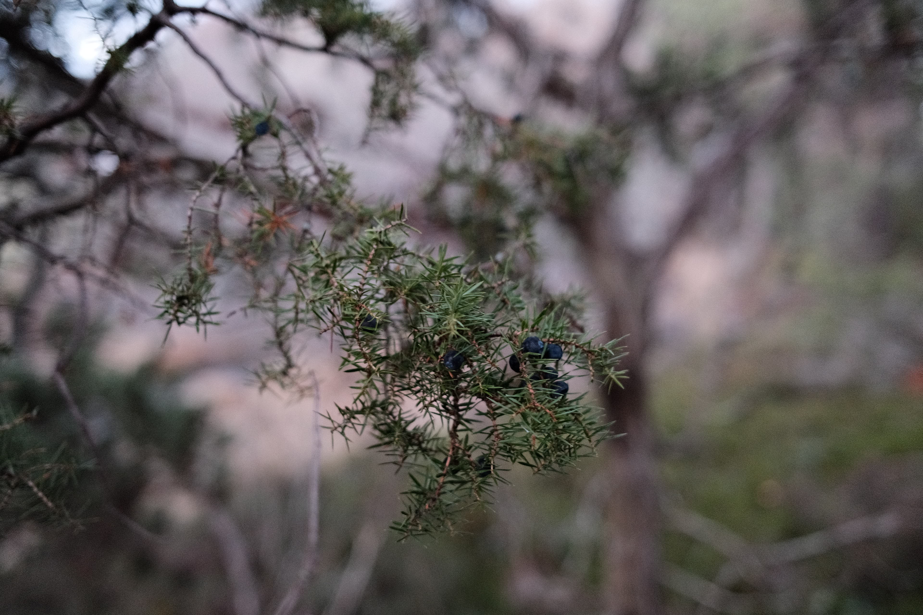 Juniper berries on branch