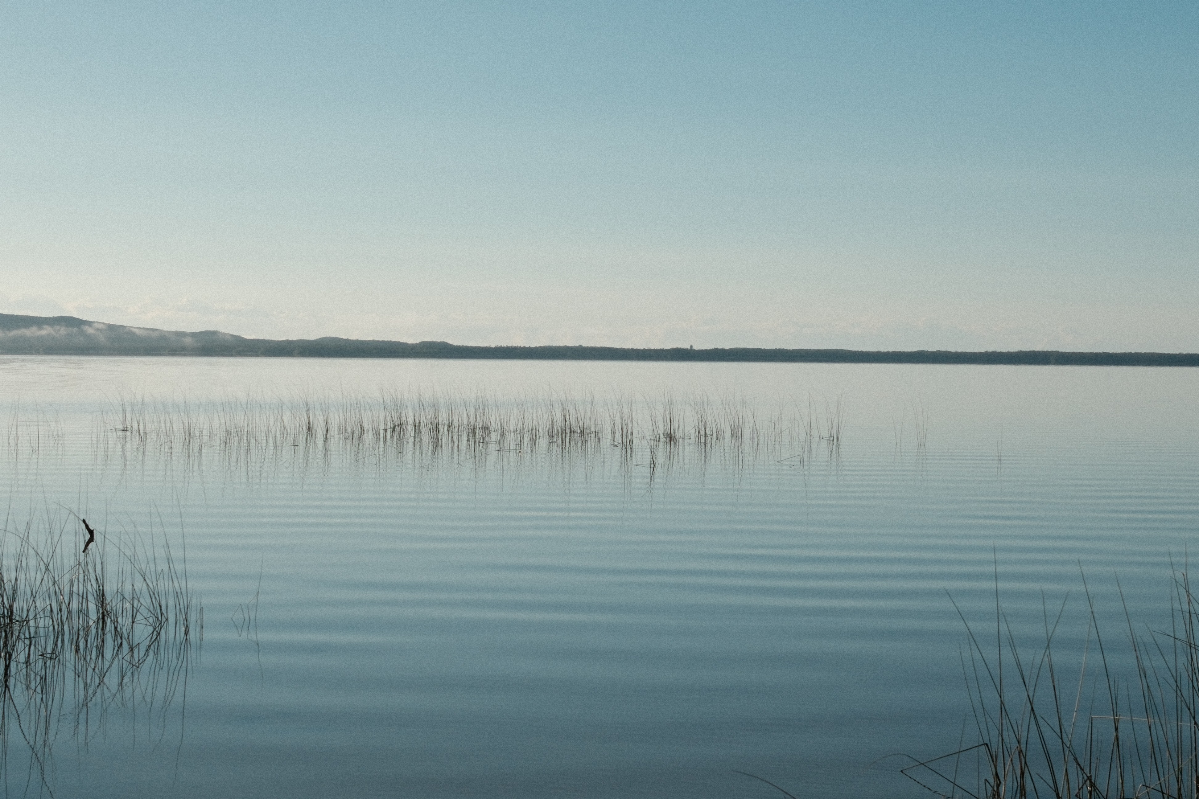 Lake with reeds in morning light
