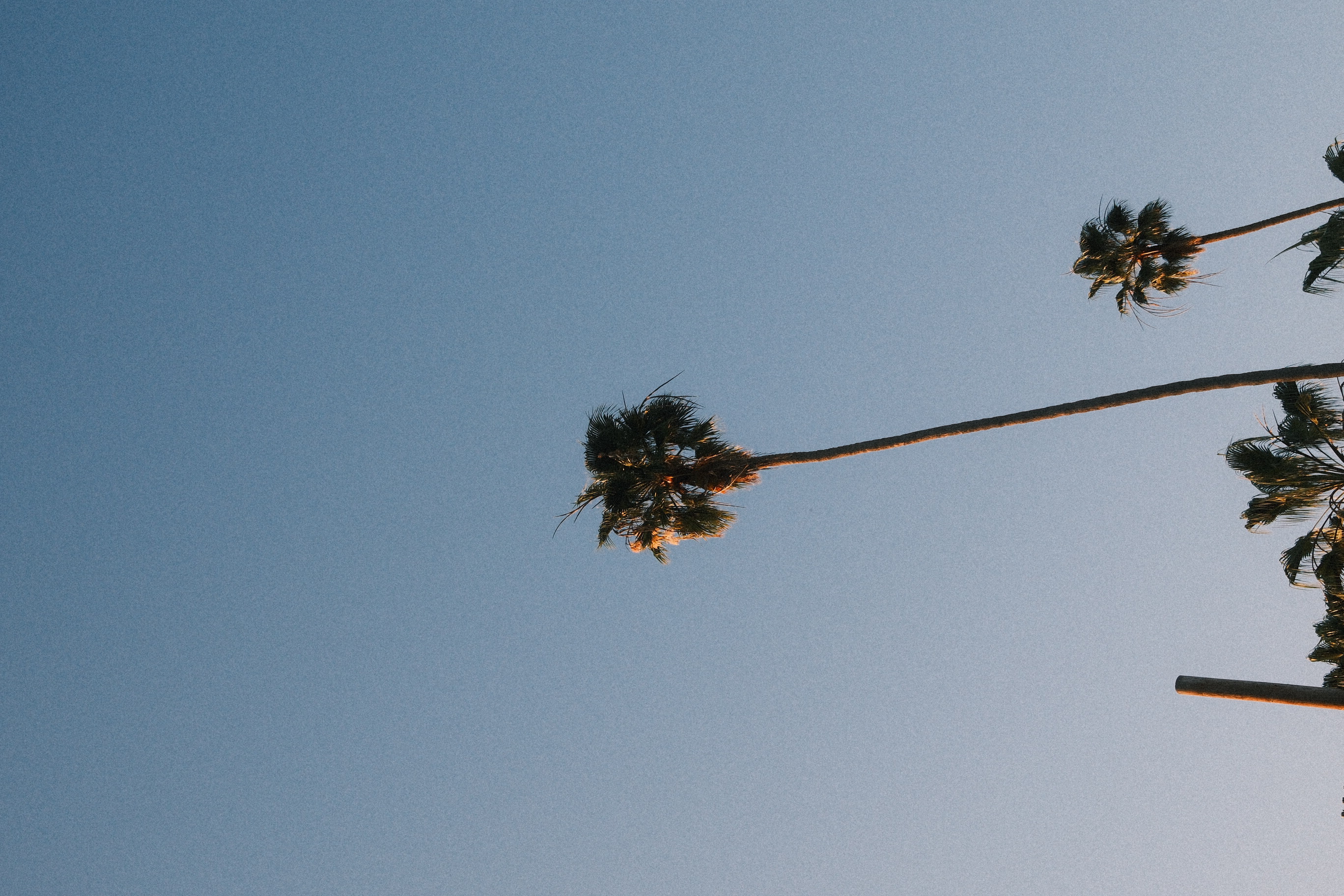 Palm trees silhouetted against dusky sky