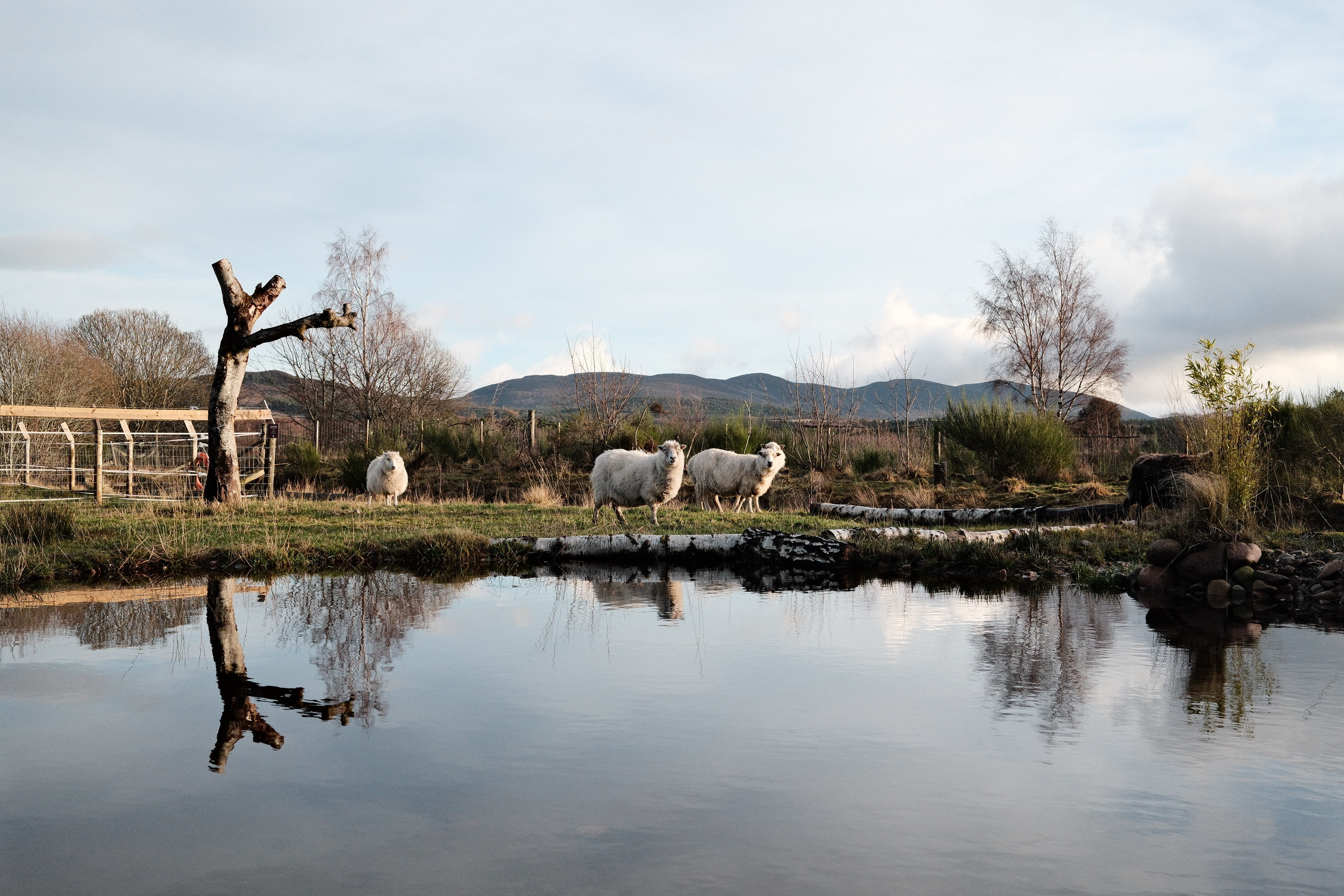 Sheep reflected in still water